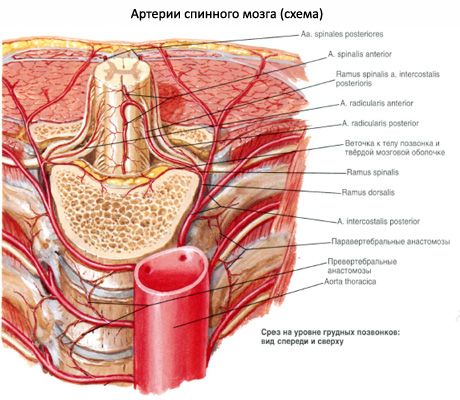 脊髄